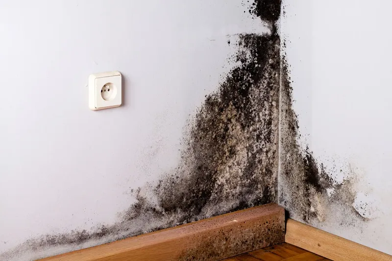 Hur mögel hemma påverkar din hälsa