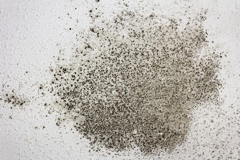 Därför uppstår mögel i hemmet